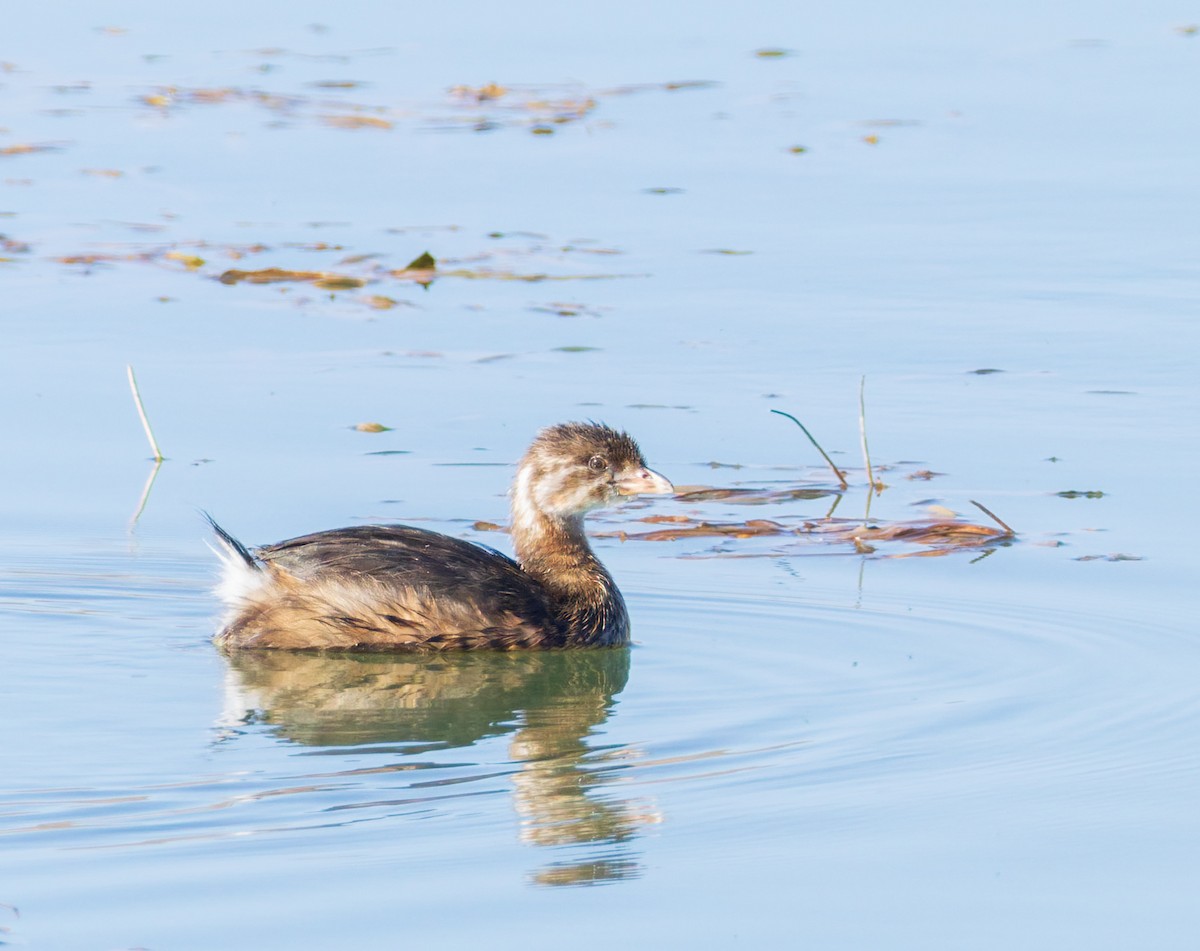 Pied-billed Grebe - ML643951376