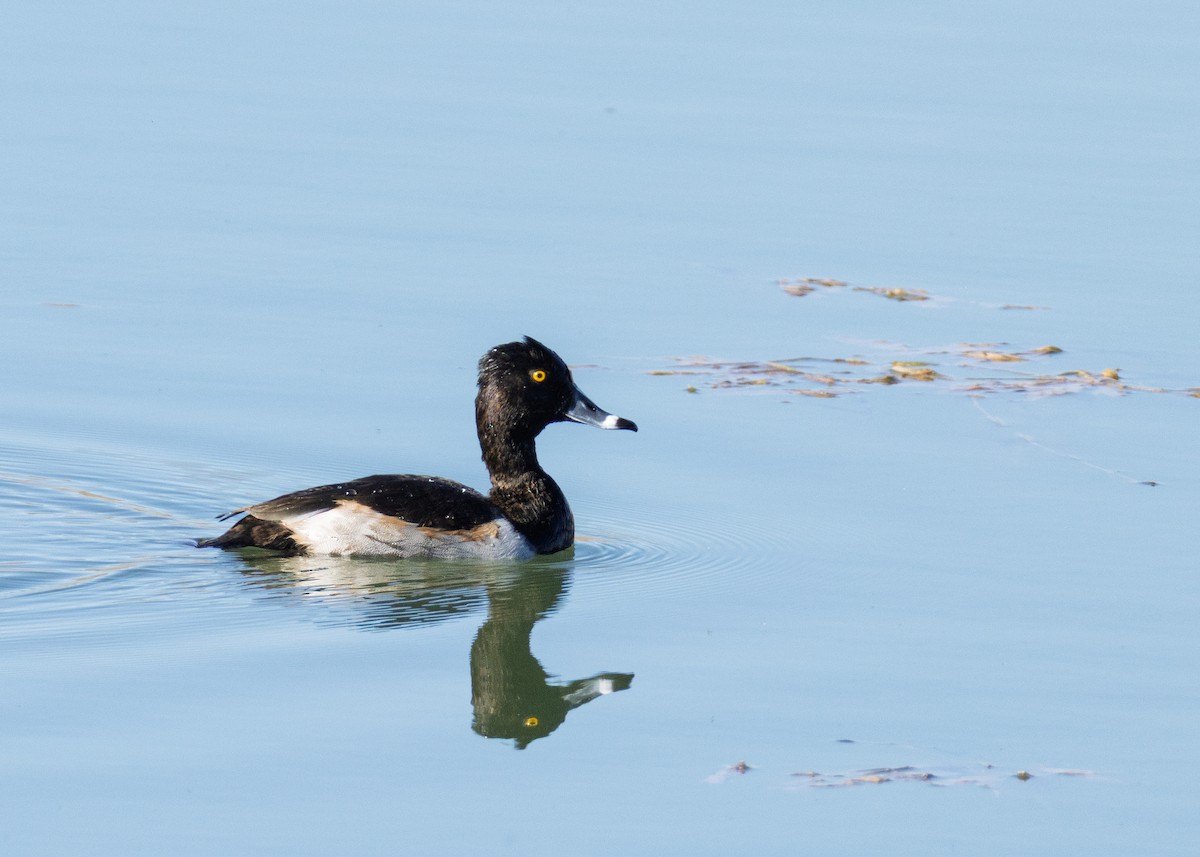 Ring-necked Duck - ML643951384