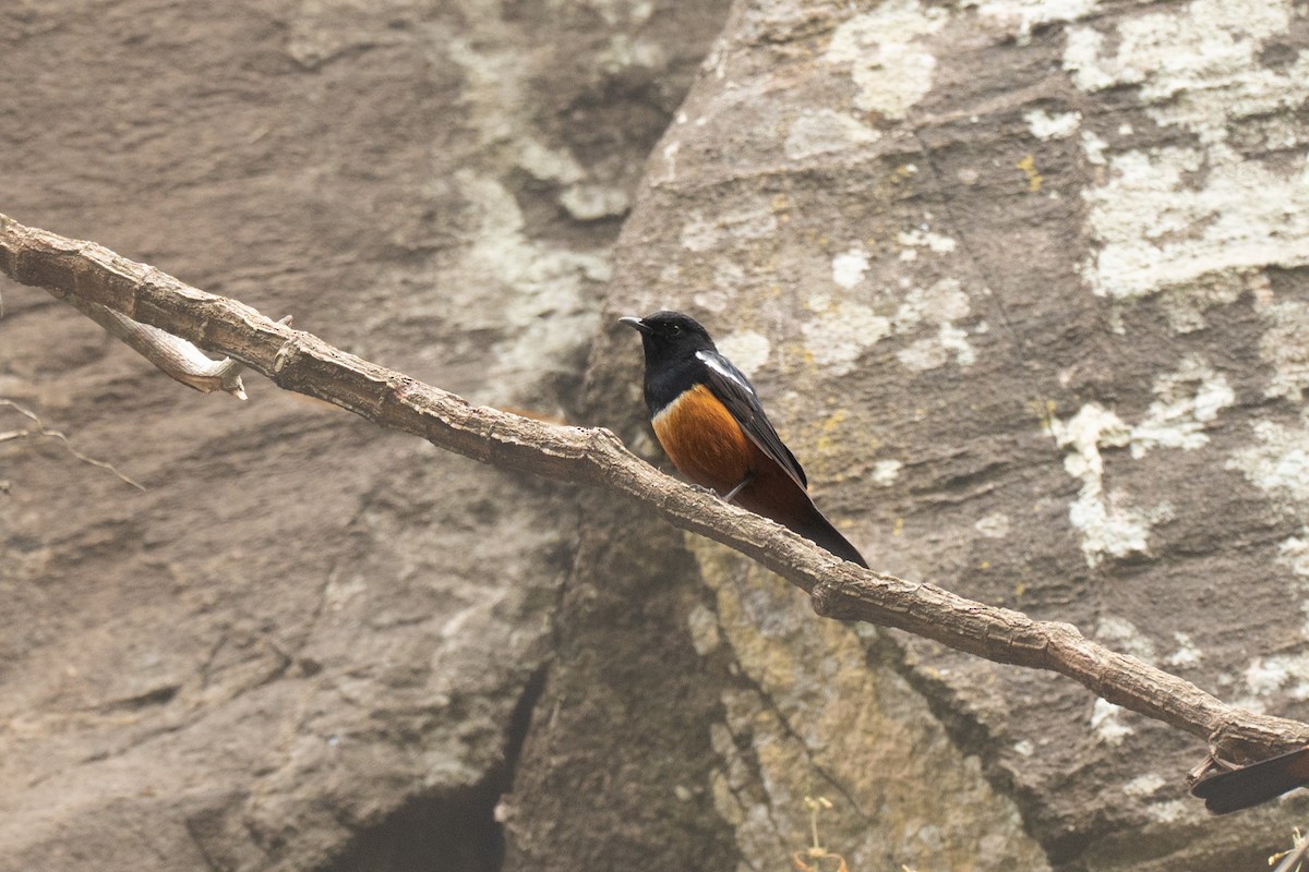 Mocking Cliff-Chat - ML643951391