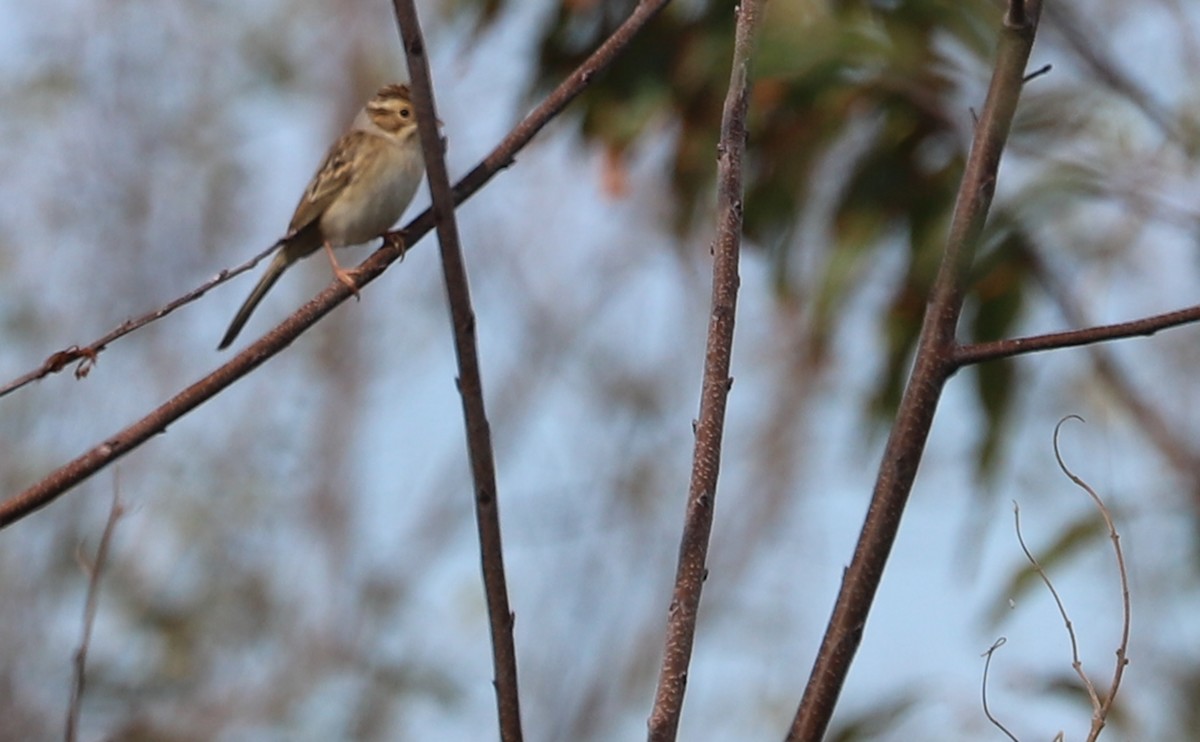 Clay-colored Sparrow - ML643951403