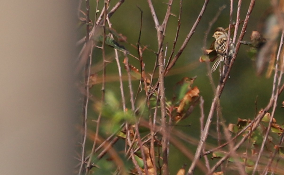 Clay-colored Sparrow - ML643951411