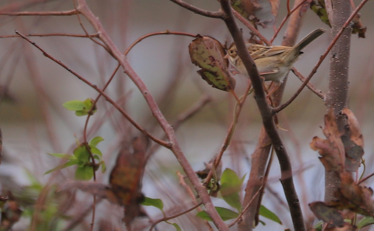 Clay-colored Sparrow - ML643951418