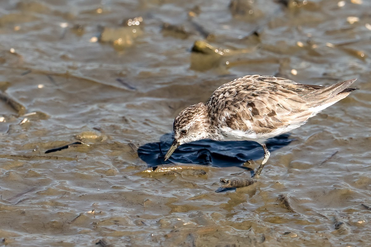 Western/Semipalmated Sandpiper - ML643951419