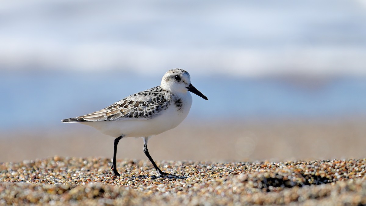 Sanderling - ML643951450