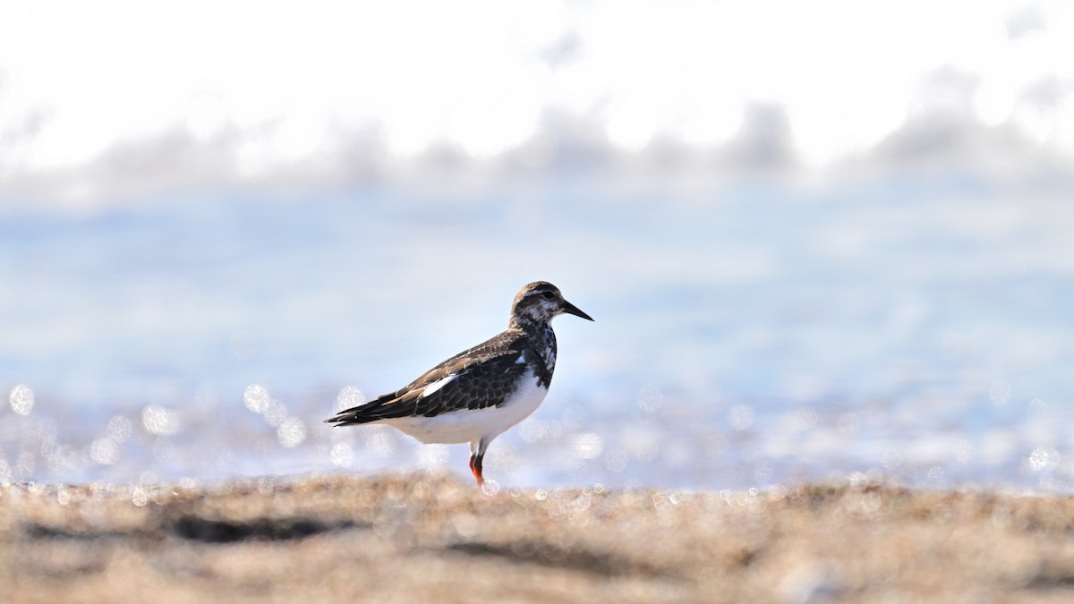 Ruddy Turnstone - ML643951464