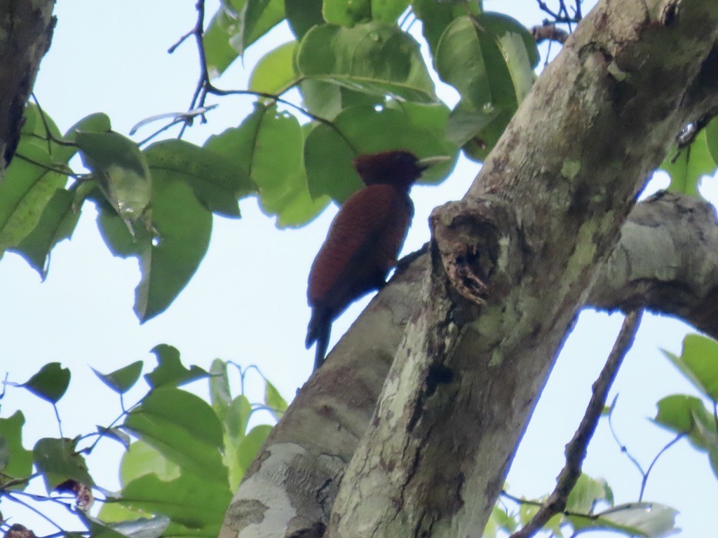 Waved Woodpecker - ML643951491