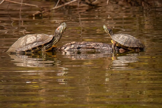 Red-eared Slider - ML643951492