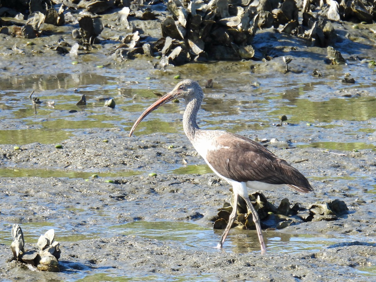 White Ibis - ML643951516
