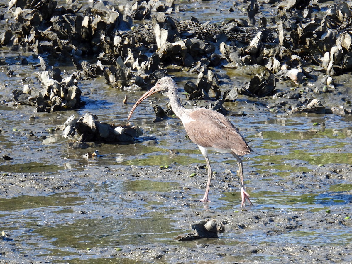 White Ibis - ML643951517