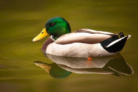 Mallard - ML643951532