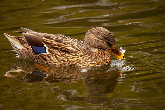 Mallard - ML643951533