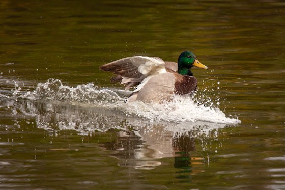 Mallard - ML643951534