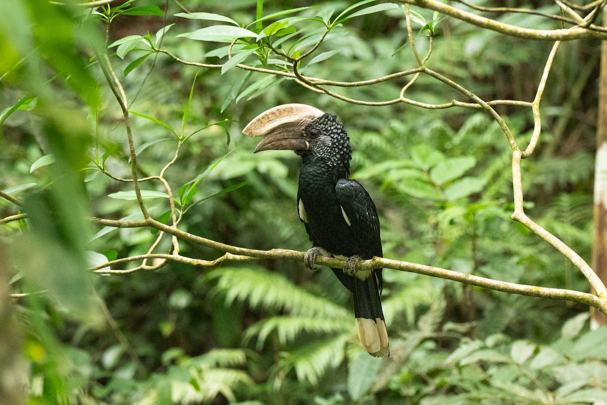 Silvery-cheeked Hornbill - ML643951537