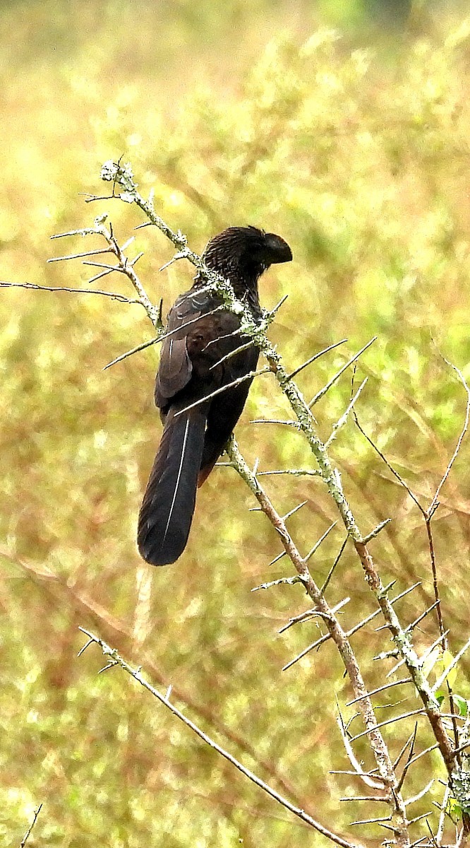 Smooth-billed Ani - ML643951557