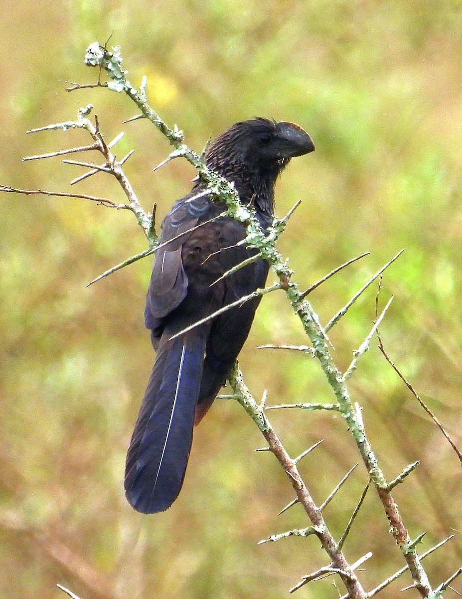 Smooth-billed Ani - ML643951558