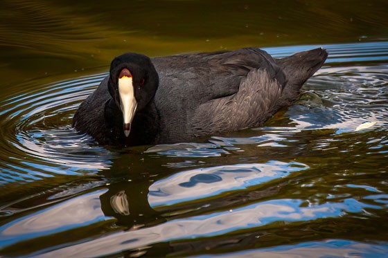 American Coot - ML643951559