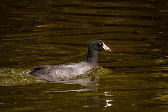 American Coot - ML643951560