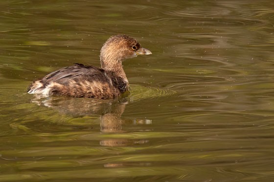 Pied-billed Grebe - ML643951572