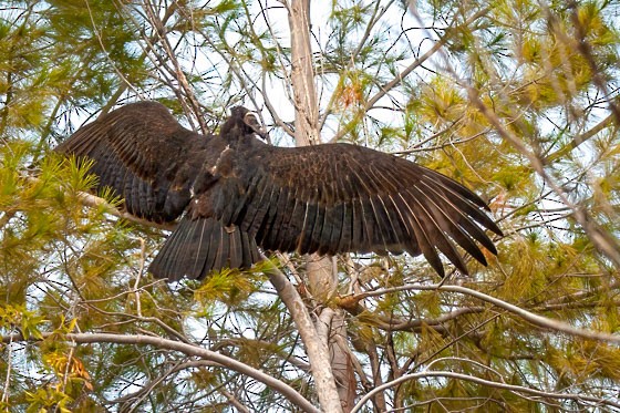Turkey Vulture - ML643951577