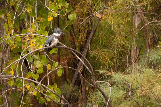 Belted Kingfisher - ML643951598
