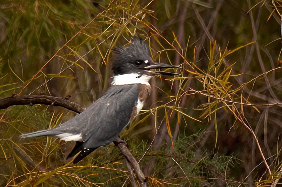 Belted Kingfisher - ML643951599