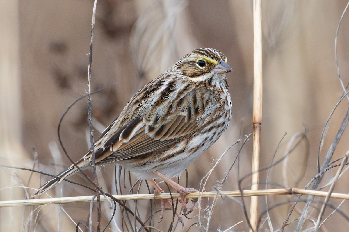 Savannah Sparrow - ML643951610