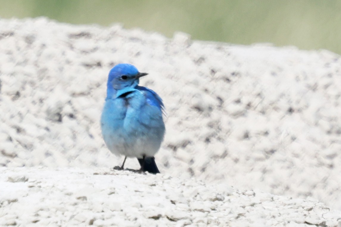 Mountain Bluebird - ML643951619