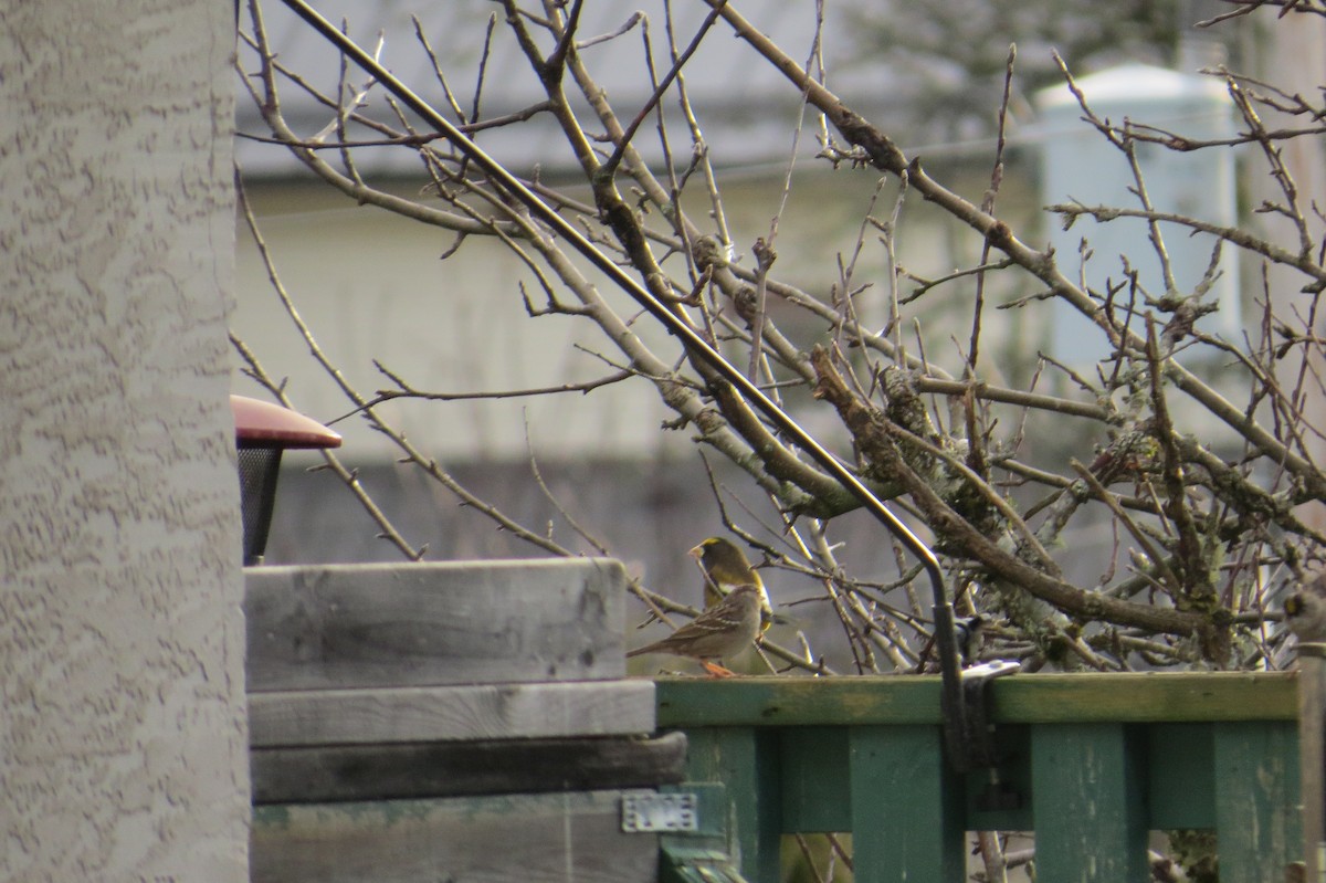 Evening Grosbeak - ML643951621