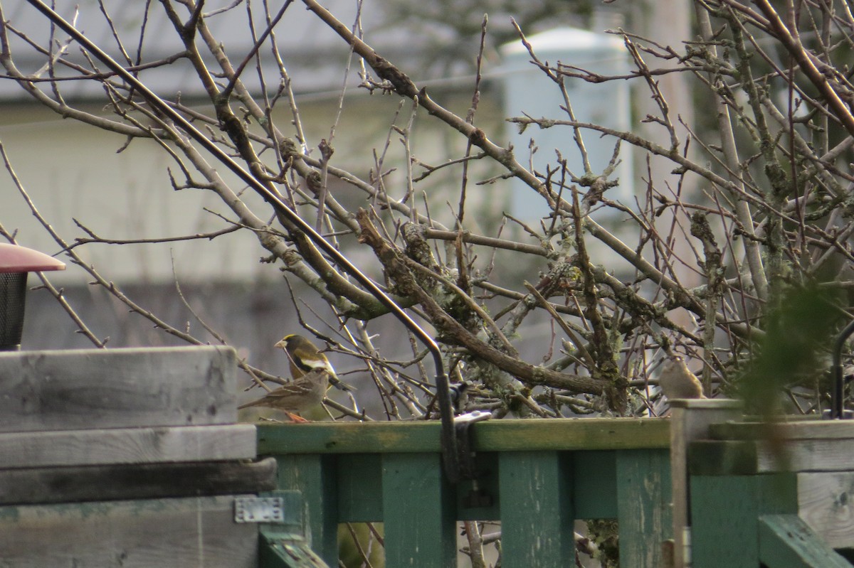 Evening Grosbeak - ML643951622
