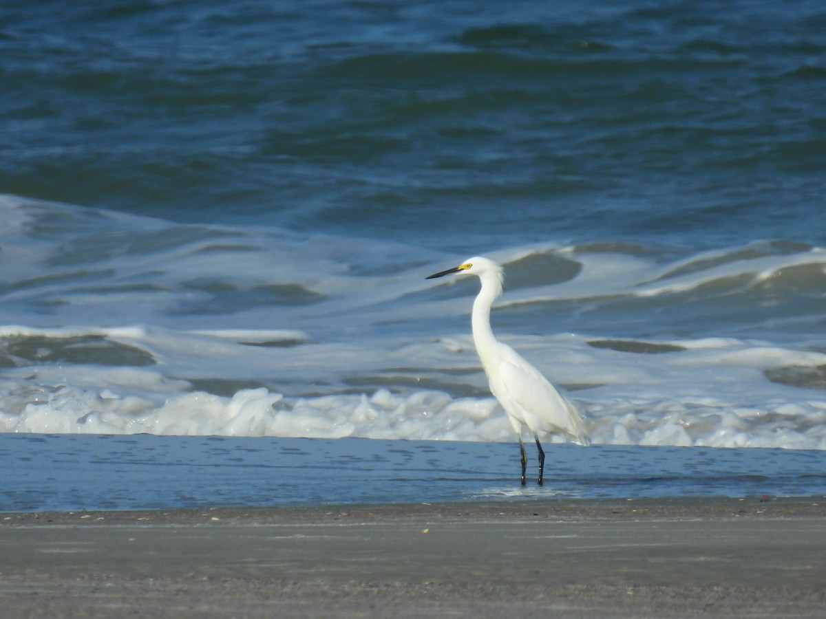 Snowy Egret - ML643951633