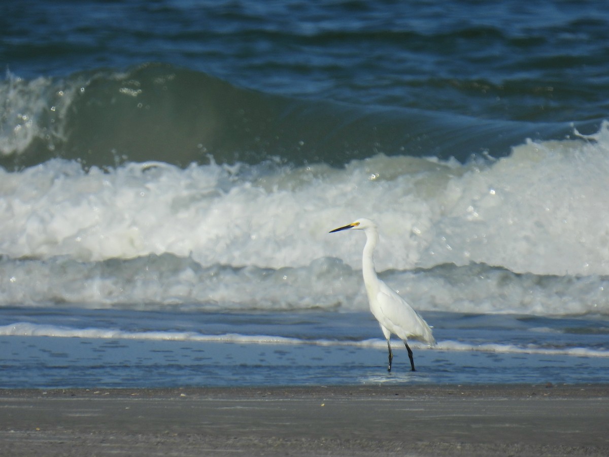 Snowy Egret - ML643951634