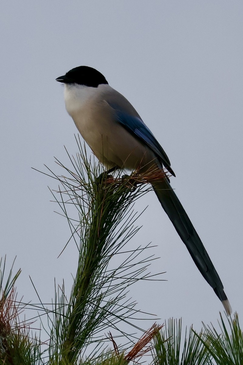 Mavi Saksağan - ML643951639