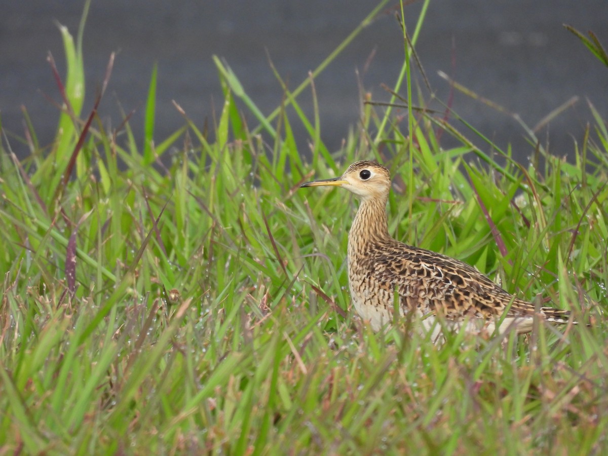 Upland Sandpiper - ML643951641
