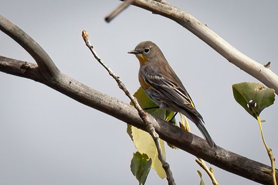 Yellow-rumped Warbler - ML643951649