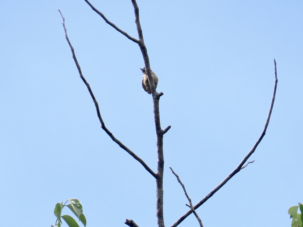 datlíček pruhovaný - ML643951650