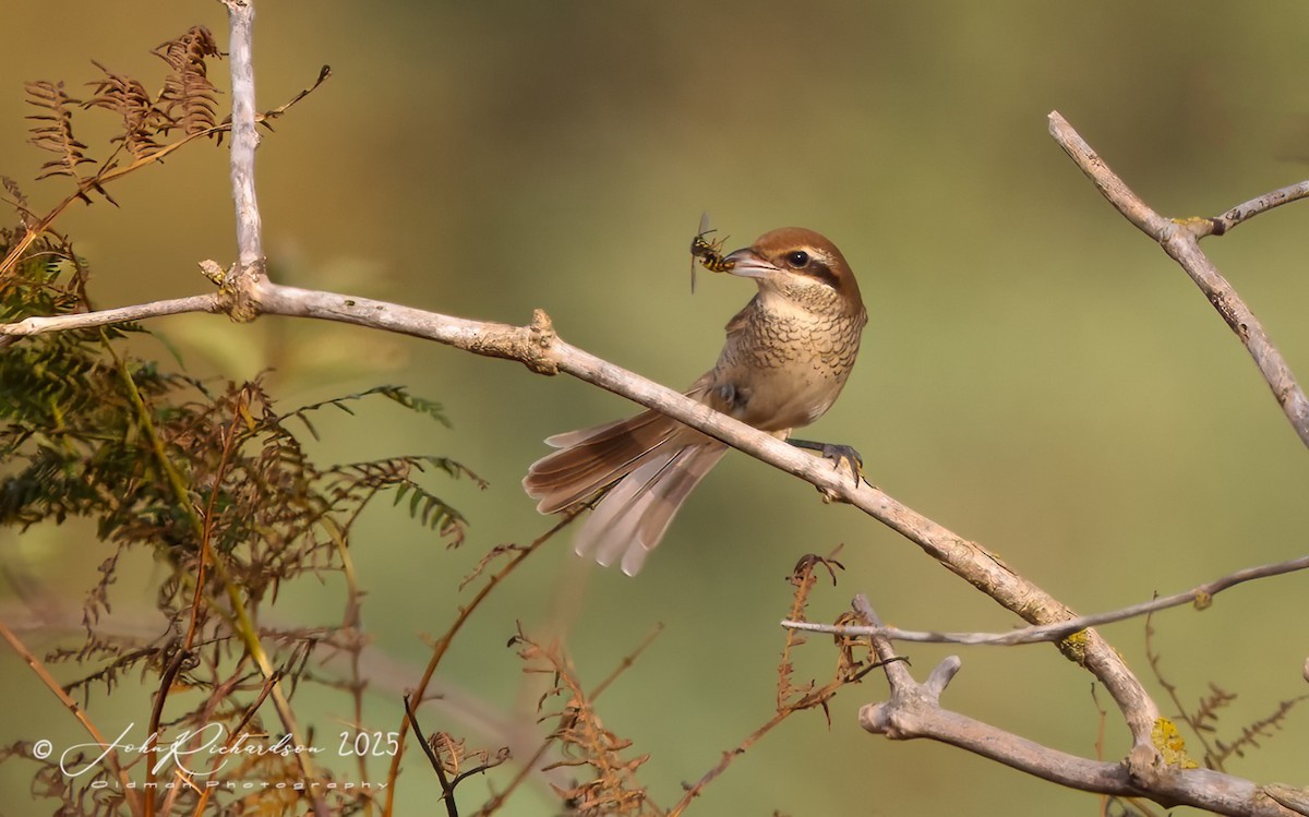 Brown Shrike - ML643951654