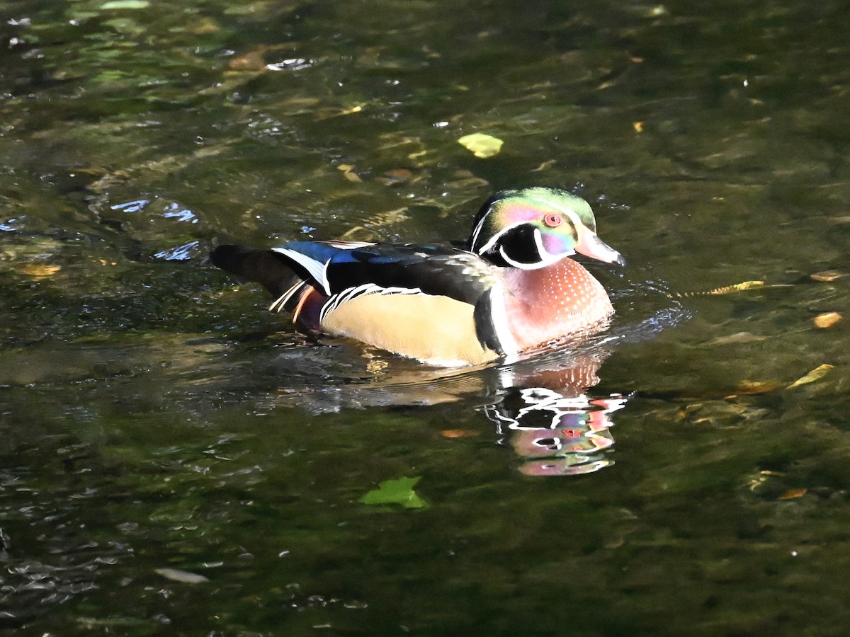 Wood Duck - ML643951660