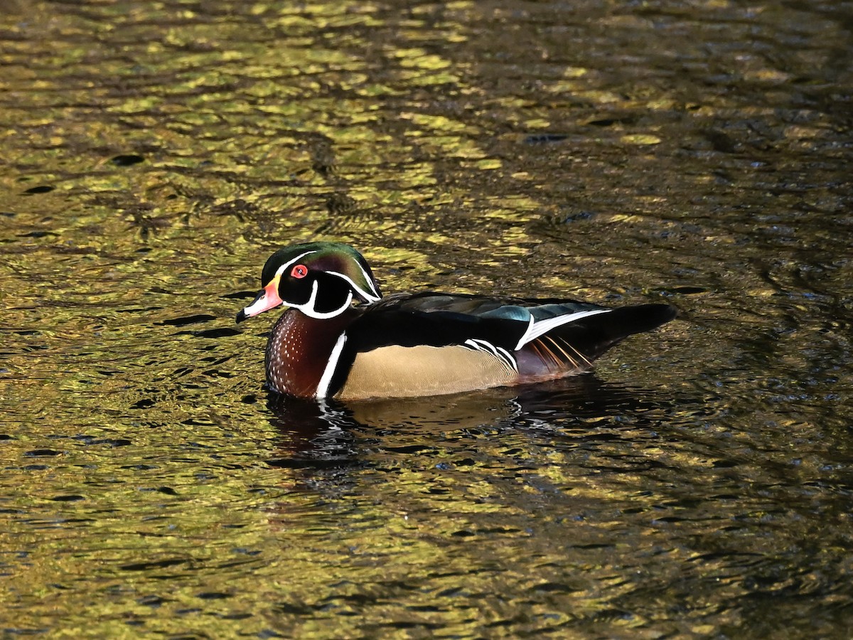 Wood Duck - ML643951662