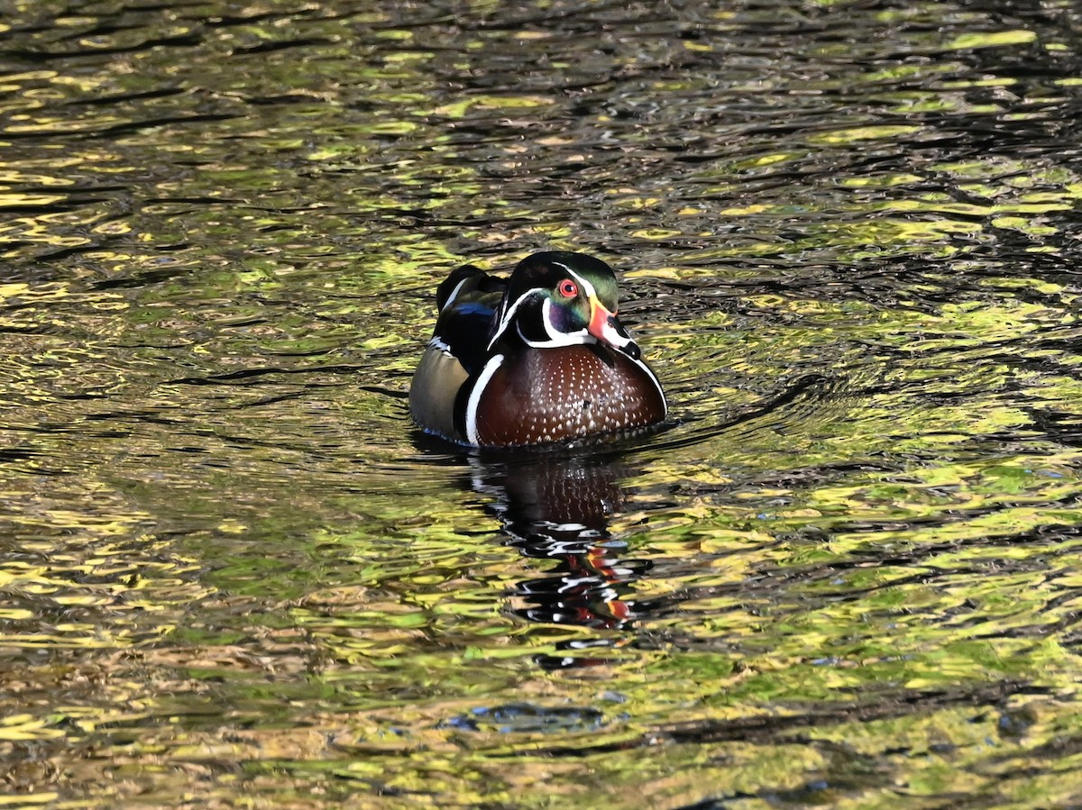 Wood Duck - ML643951663
