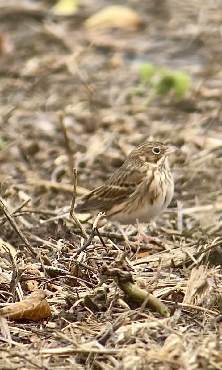 Vesper Sparrow - ML643951667