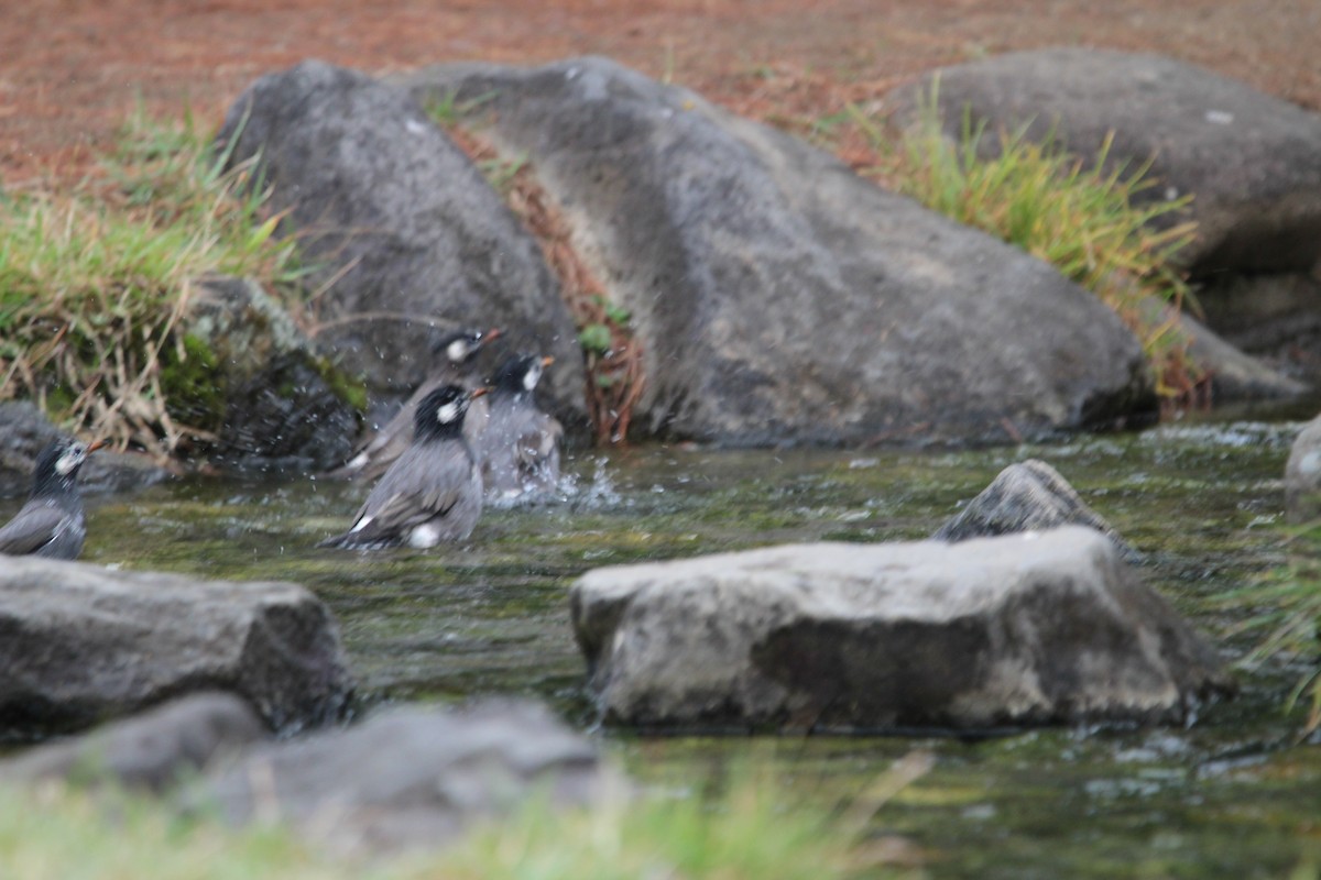 Weißwangenstar - ML643951670