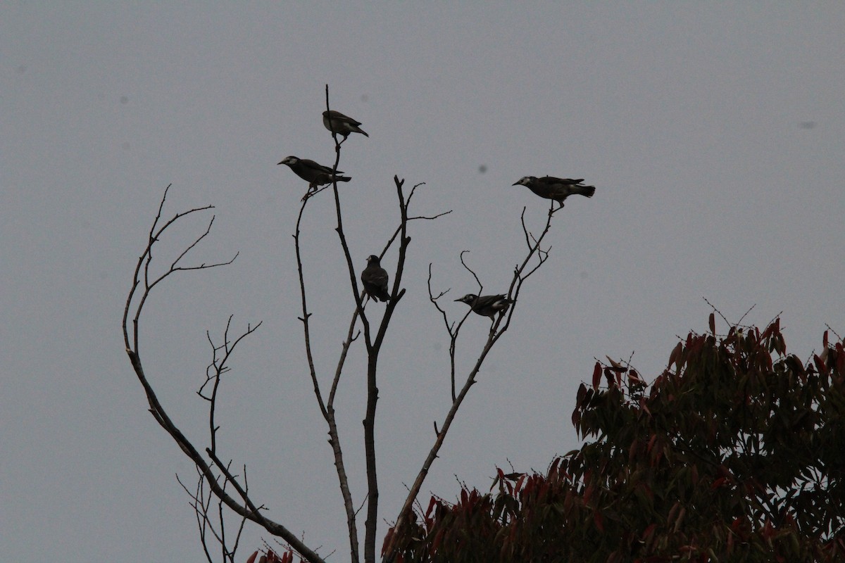 Weißwangenstar - ML643951672