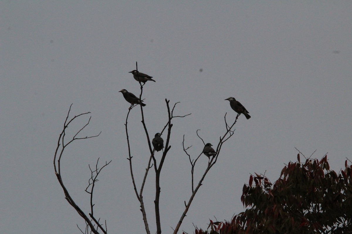 Weißwangenstar - ML643951673