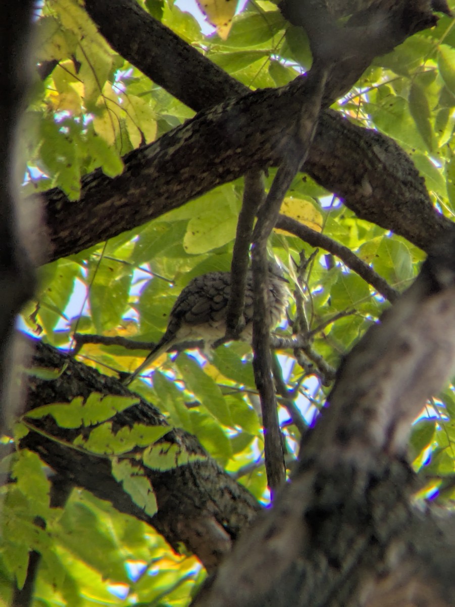 Inca Dove - ML643951683