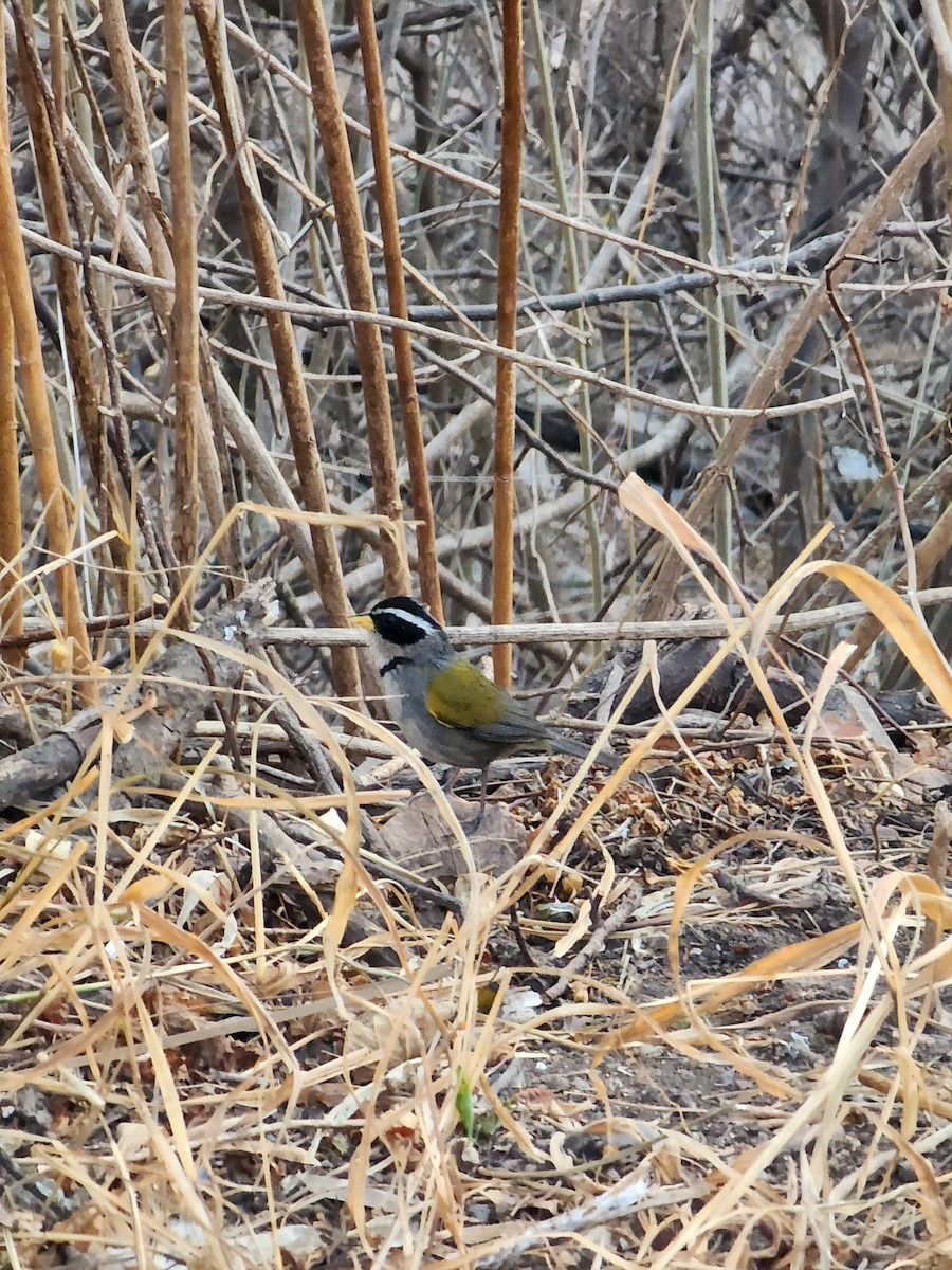 Moss-backed Sparrow - ML643951689