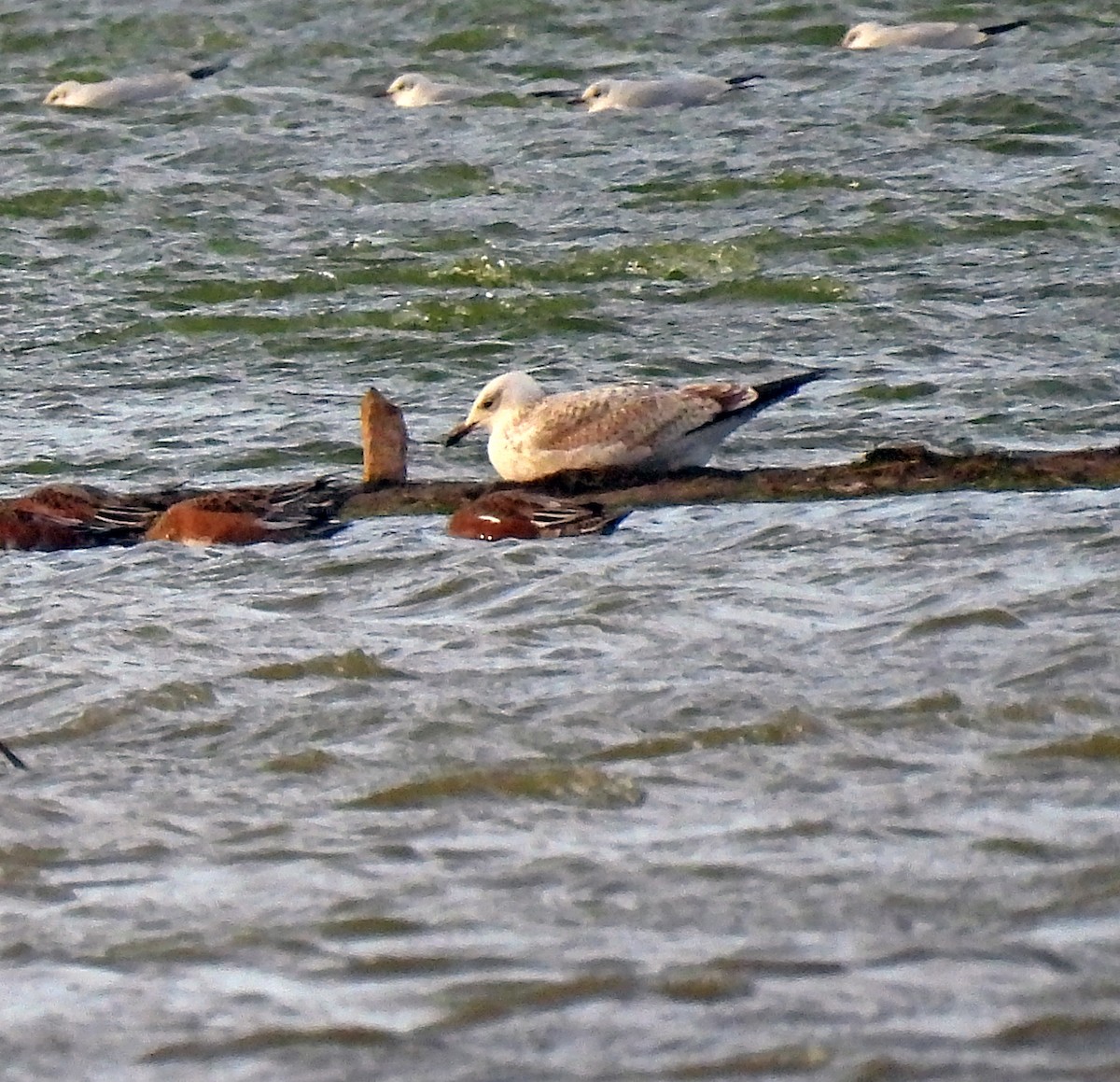 Caspian Gull - ML643951690