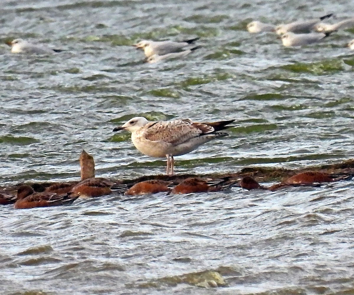 Caspian Gull - ML643951691