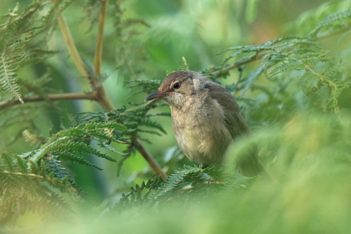 Lesser Swamp Warbler - ML643951694