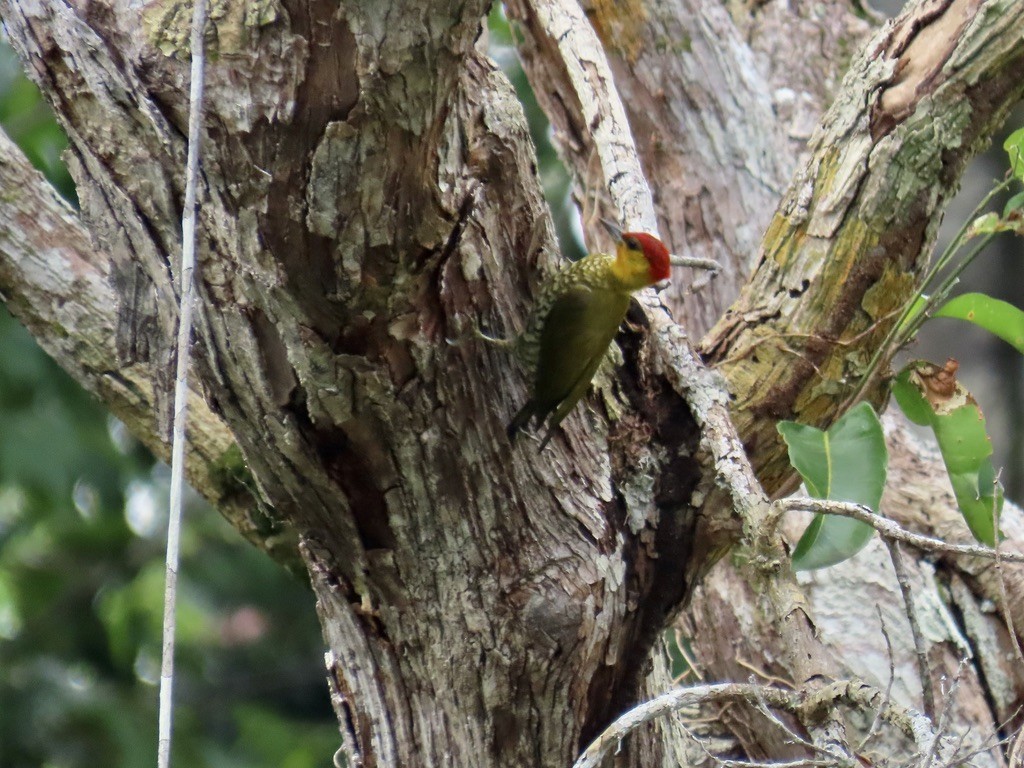 Yellow-throated Woodpecker - ML643951707