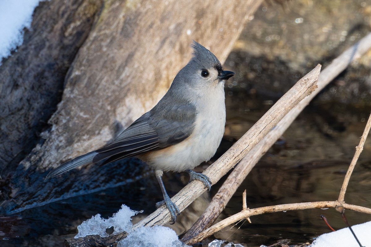 Tufted Titmouse - ML643951721